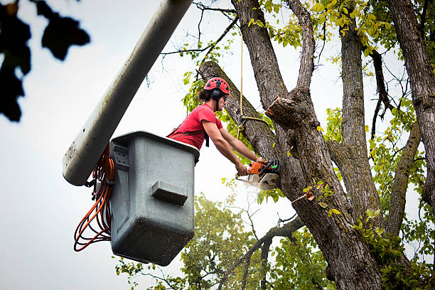 Best Local Tree Services  in Canton, MO